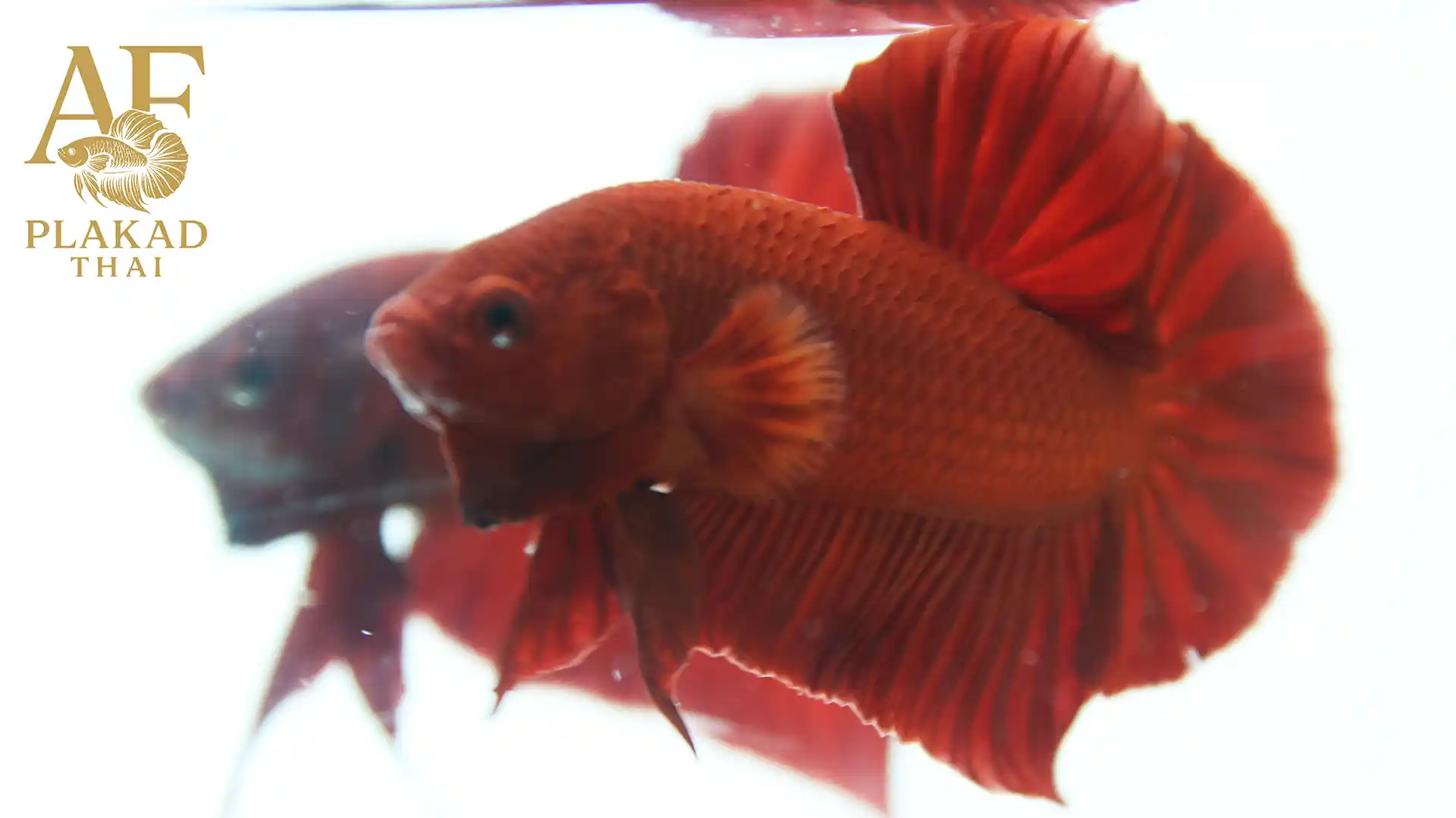Thai Pot Super Red Male Betta – Deep Red Color, Balanced Fins, Strong Dorsal Rays, Showroom Photos